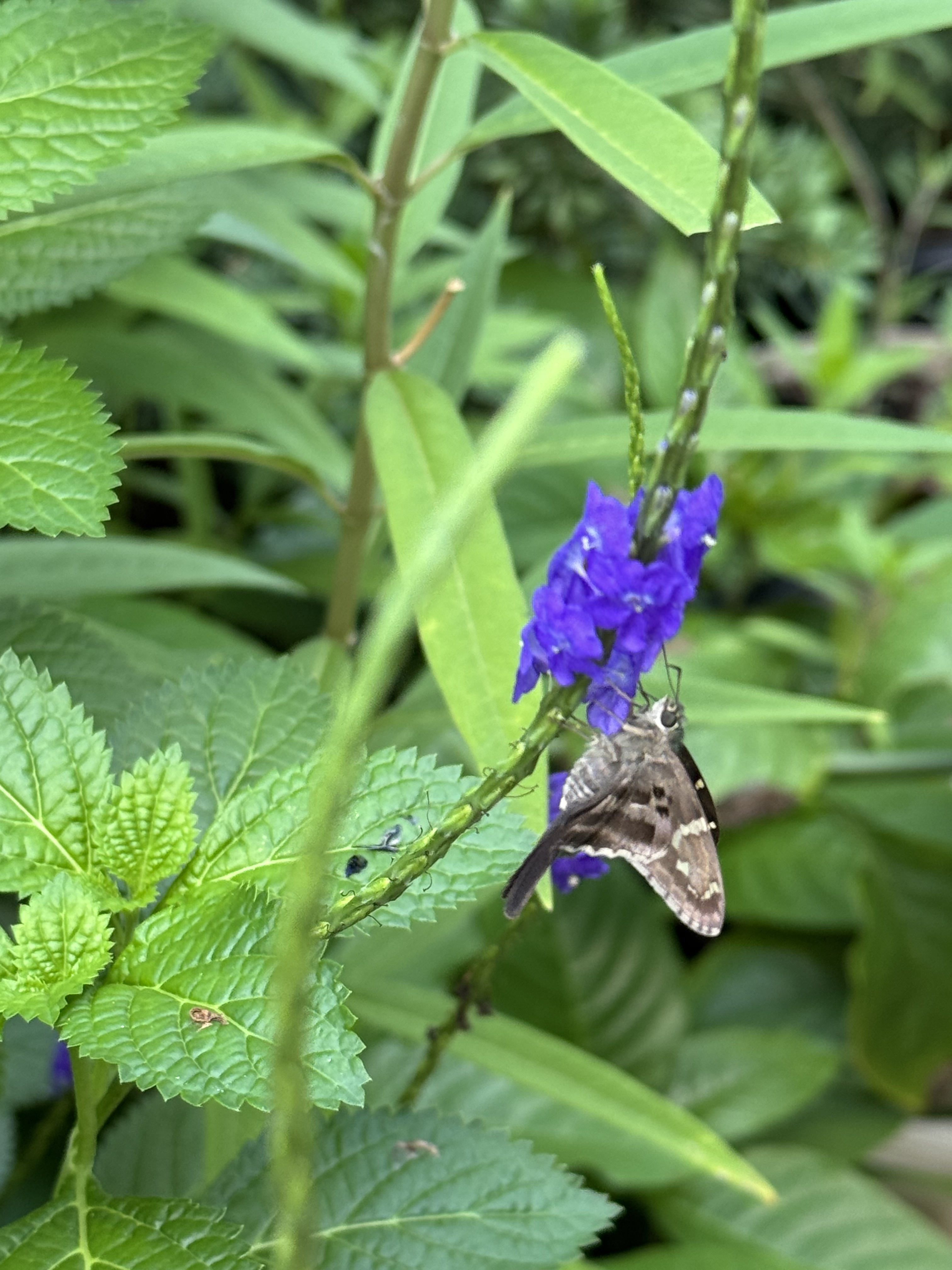 long-tailed skipper